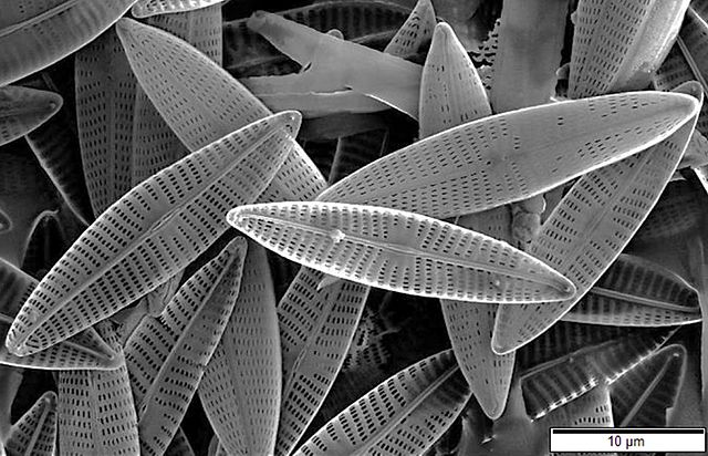 SEM photograph of marine diatoms - from https://commons.wikimedia.org/wiki/File:Marine_diatoms_SEM2.jpg